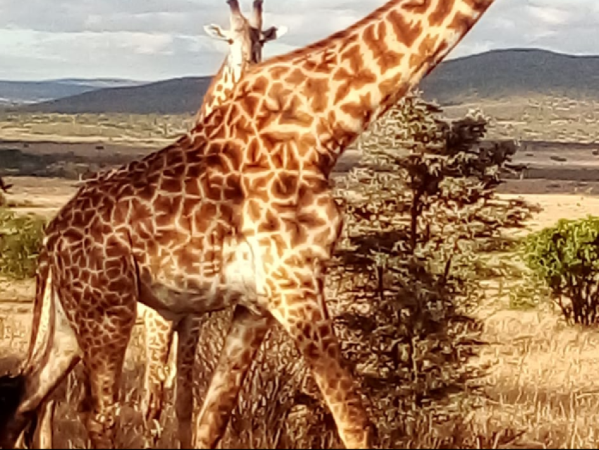 Jirafas