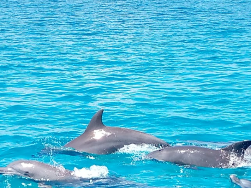 Nadar con delfines