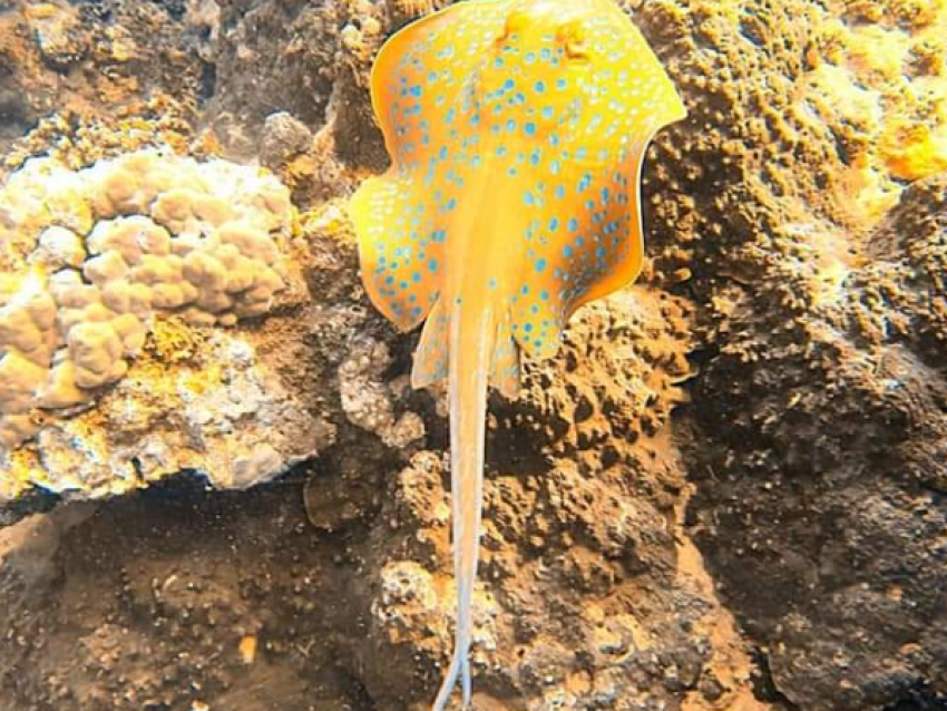 Mantarraya