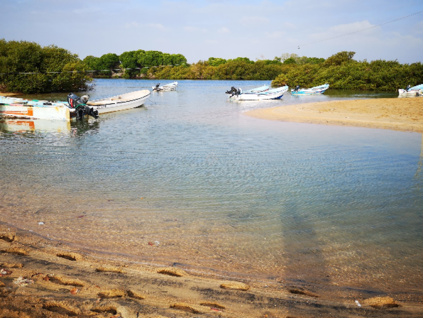 Manglar la GODORIA