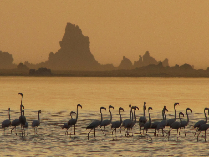 Flamencos en el lago Abbé