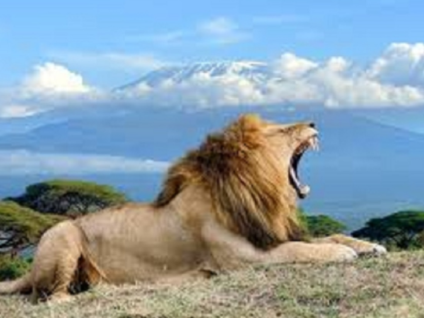 LEÓN EN AMBOSELI