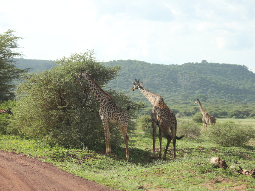 Lago Manyara