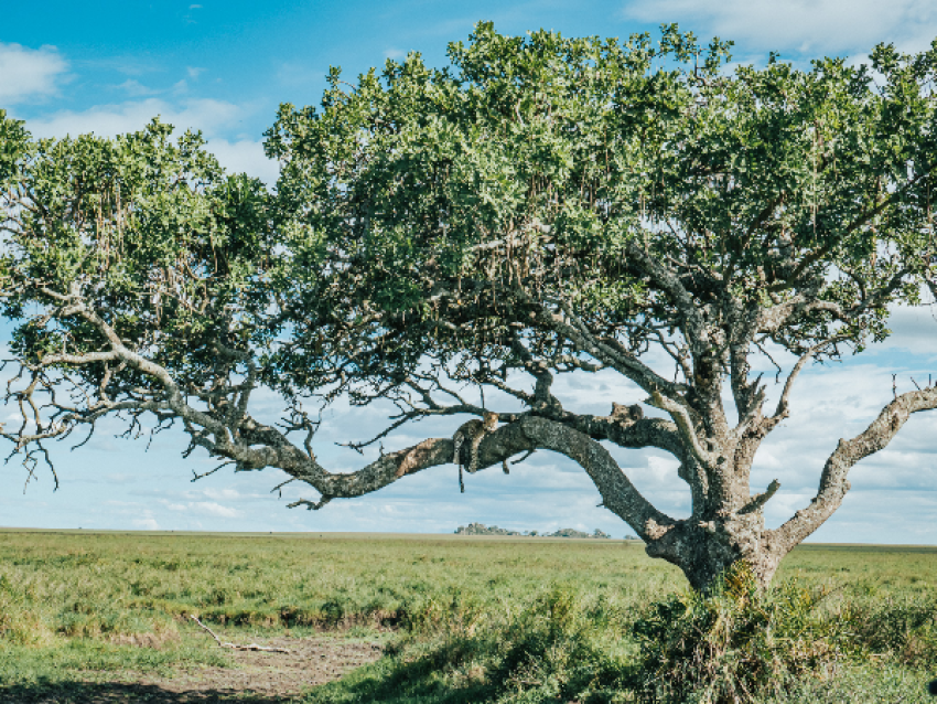 Parque Nacional del Serengeti