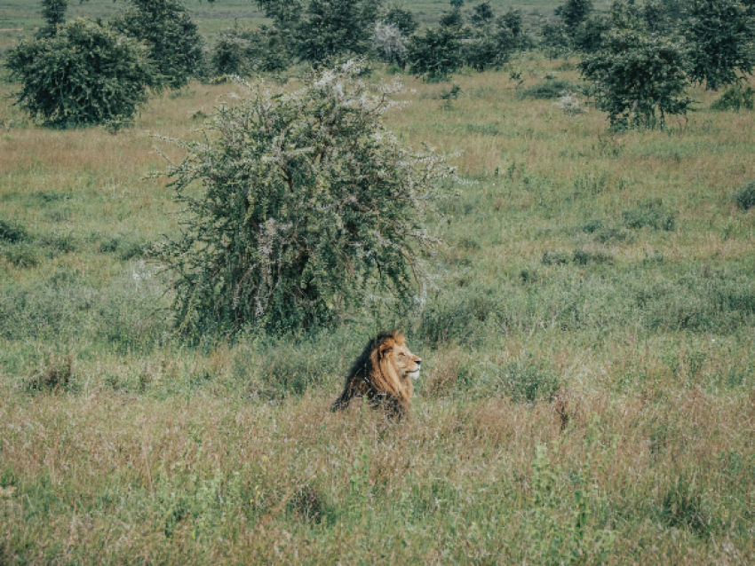 Parque Nacional del Serengeti
