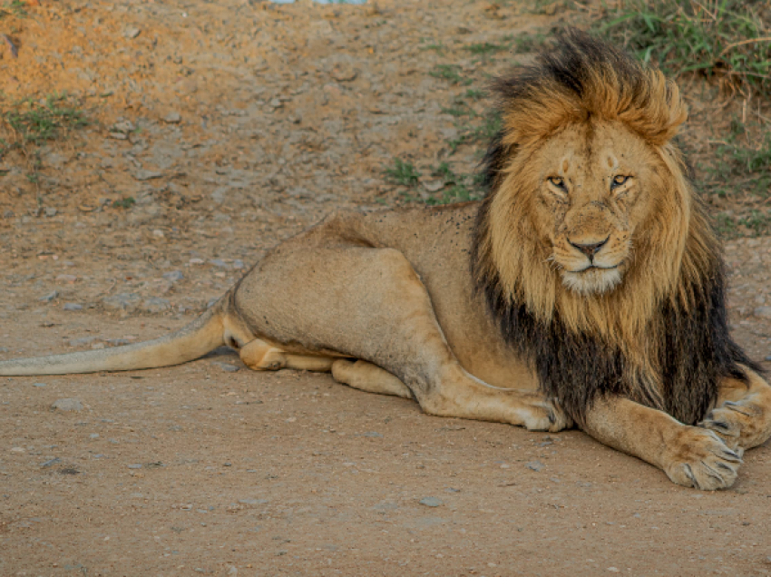 León