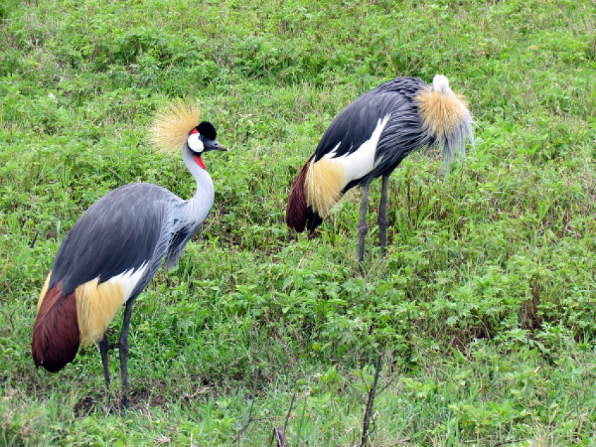 pájaros