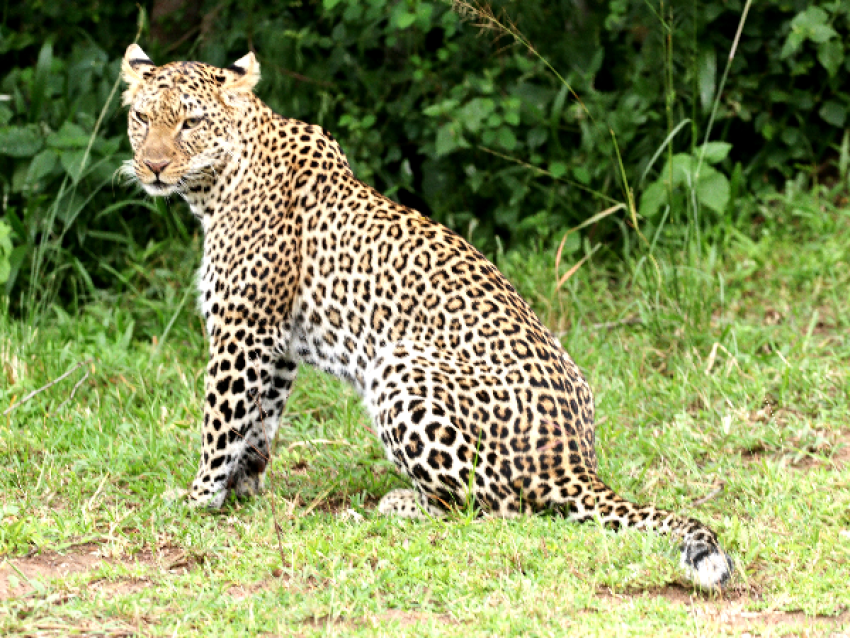 Leopardo en el Parque Nacional de Akagera