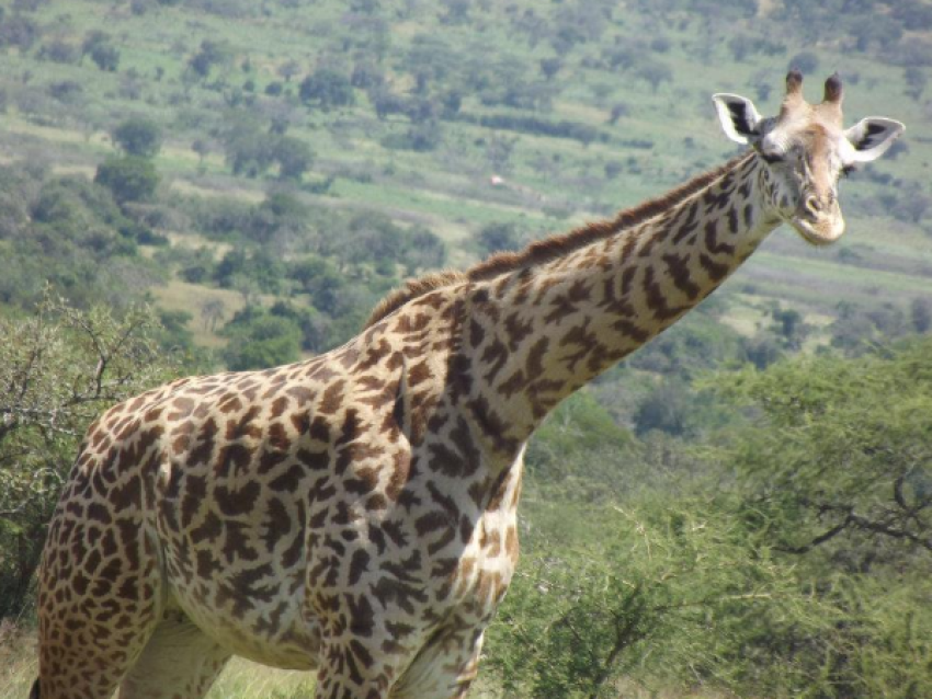 Jirafa
