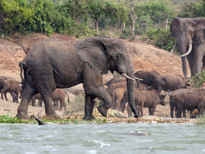 Observación de la fauna en un safari en barco por el Canal de Kazinga en el Parque Nacional Queen Elizabeth