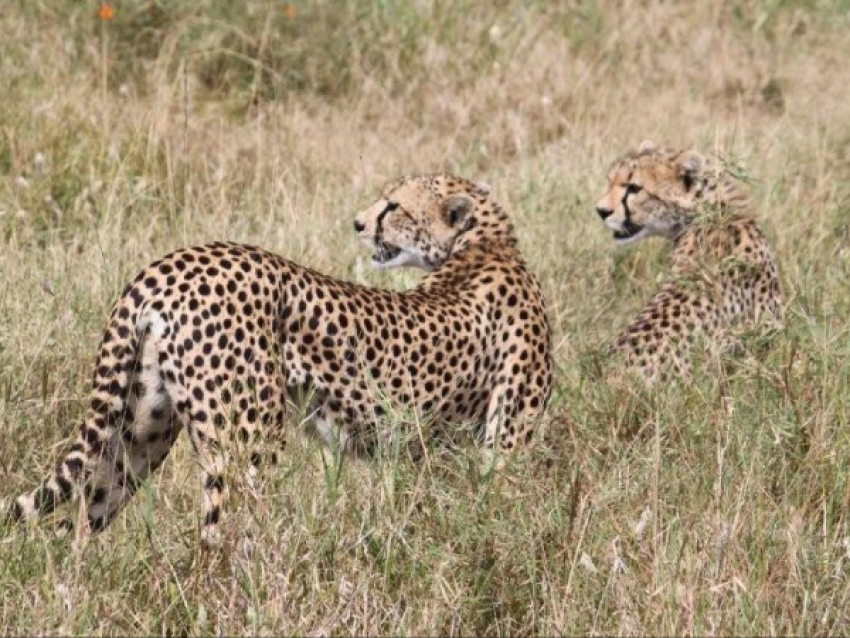 KIRIWE TRAVEL & TREKKING SAFARIS