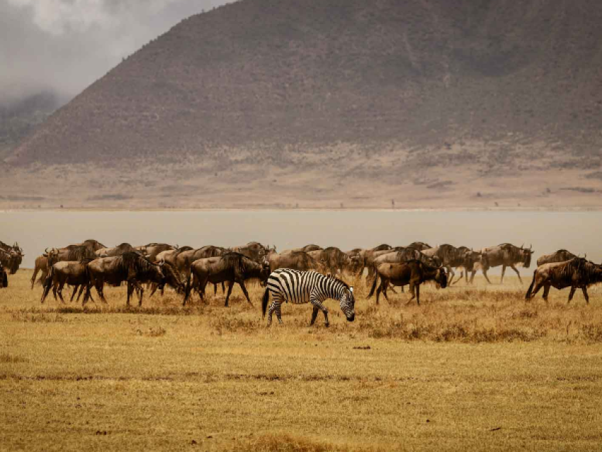 Safari económico en camping a Tarangire y Ngorongoro en Tanzania