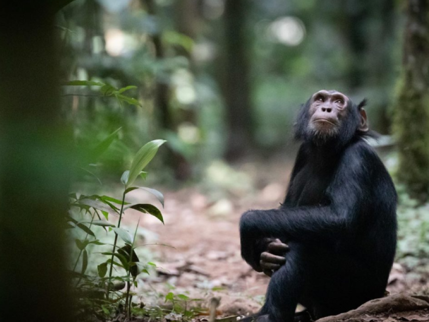 Senderismo con chimpancés en la Reserva Forestal de Budongo