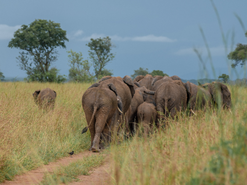 Manada de elefantes en el Parque Nacional de Murchison Falls