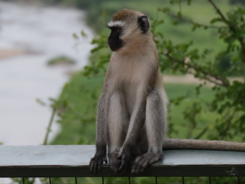 Mono de Vervet
