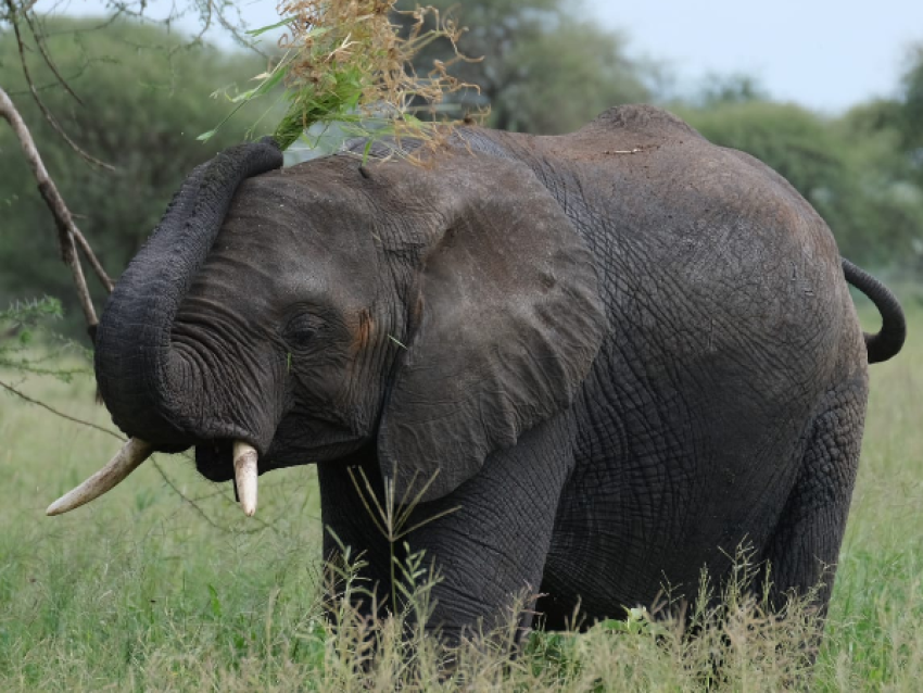 Elefante