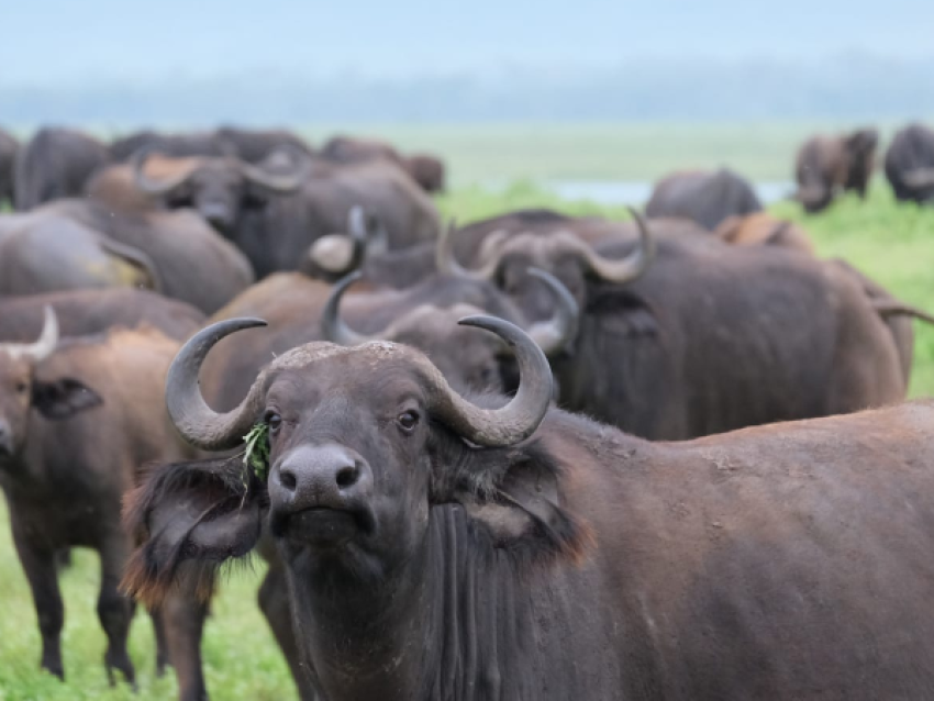 Búfalo