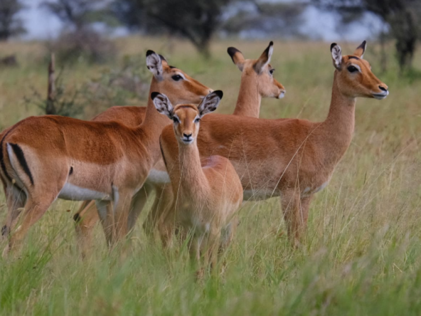 impala
