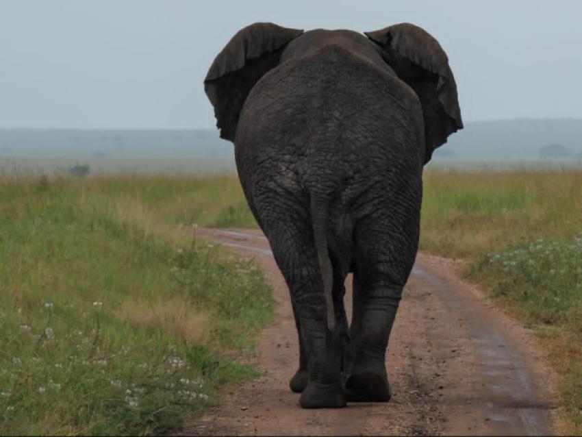 Elefante