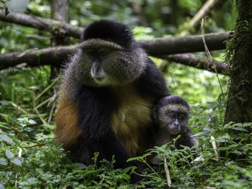 Monos dorados
