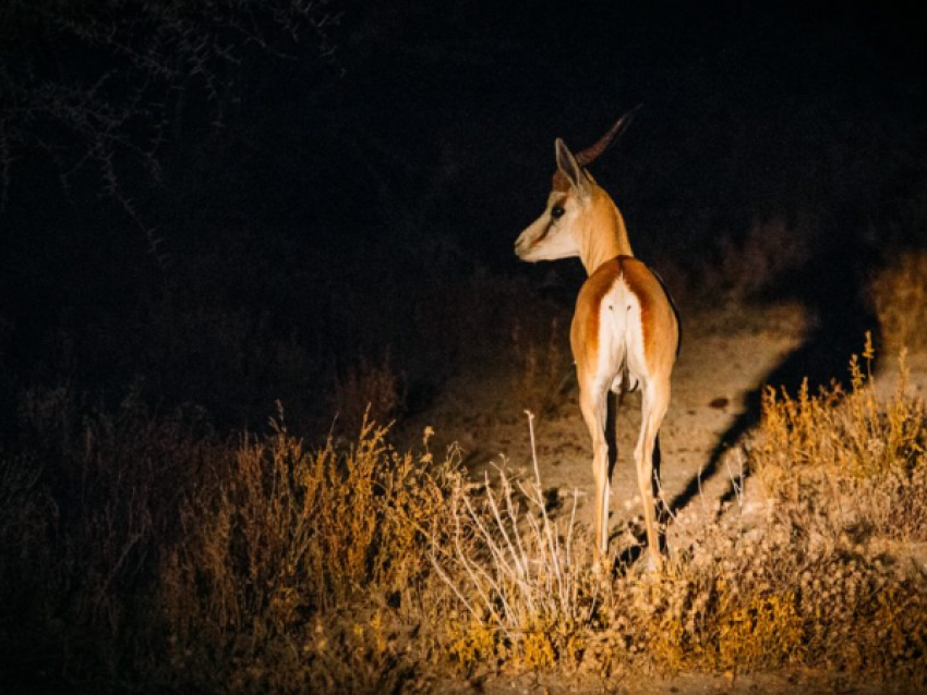 Safari nocturno