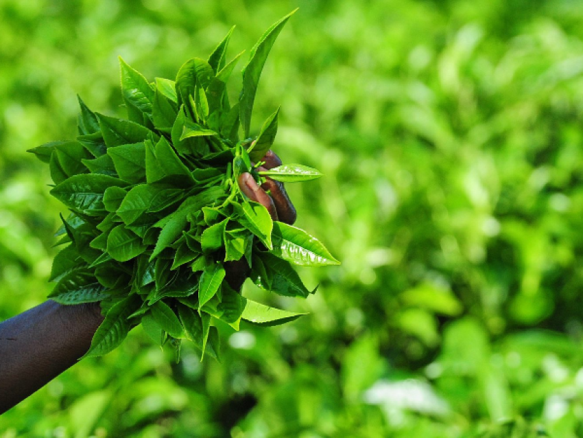 Té