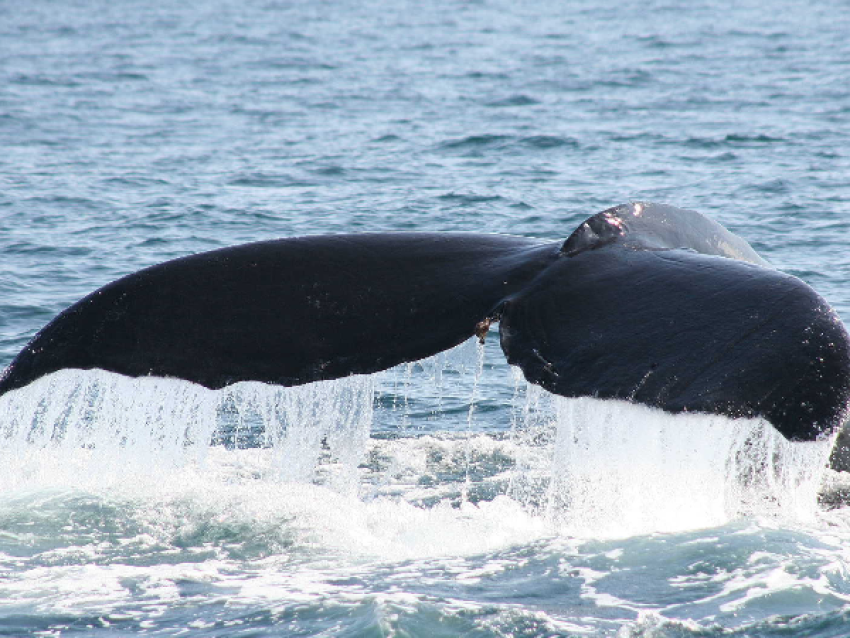 ballena jorobada