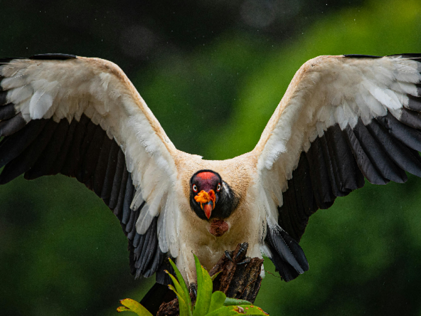 Pájaro, Boca Tapada