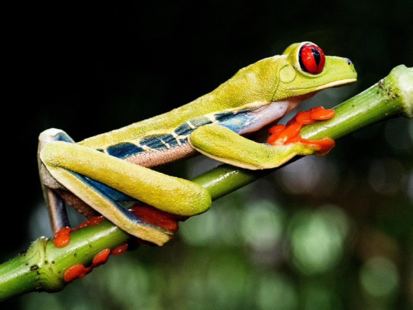 Rana