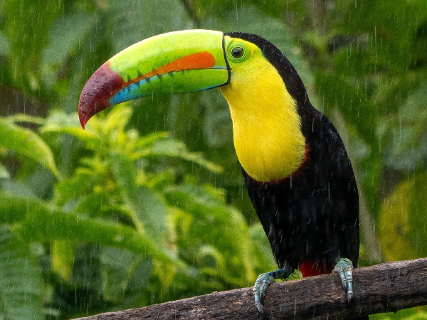 Tucán