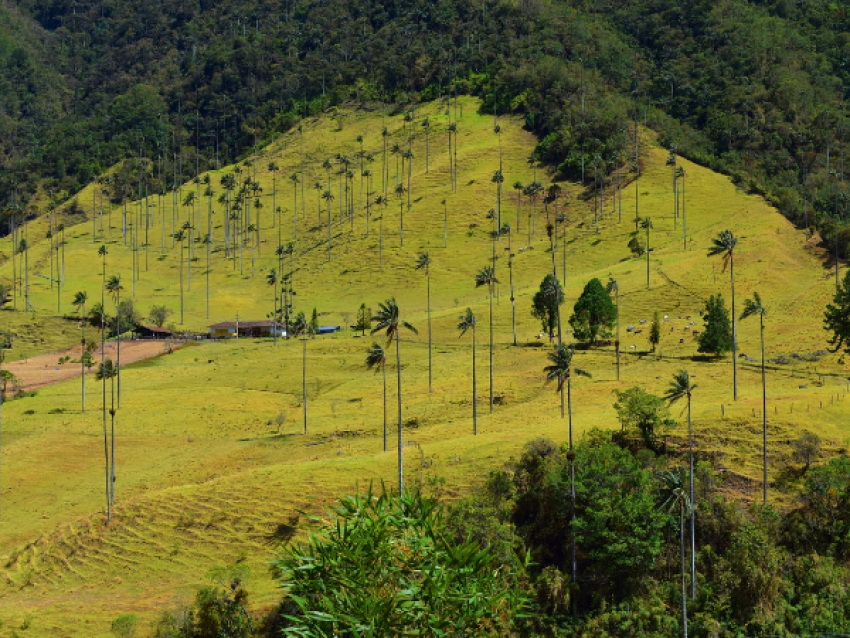 Valle de Cocora