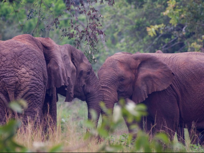 Elefante del PN de Akagera