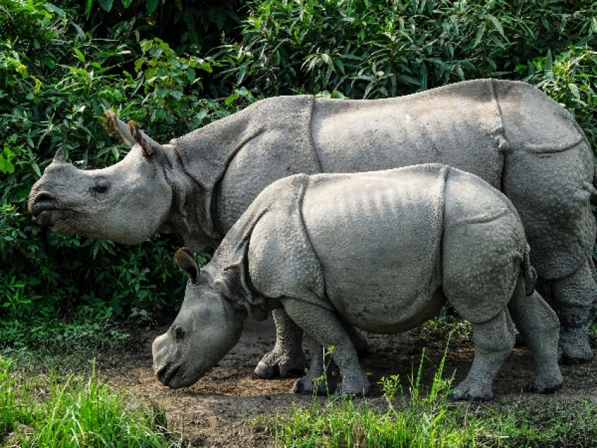 Bosque Nacional de Kaziranga