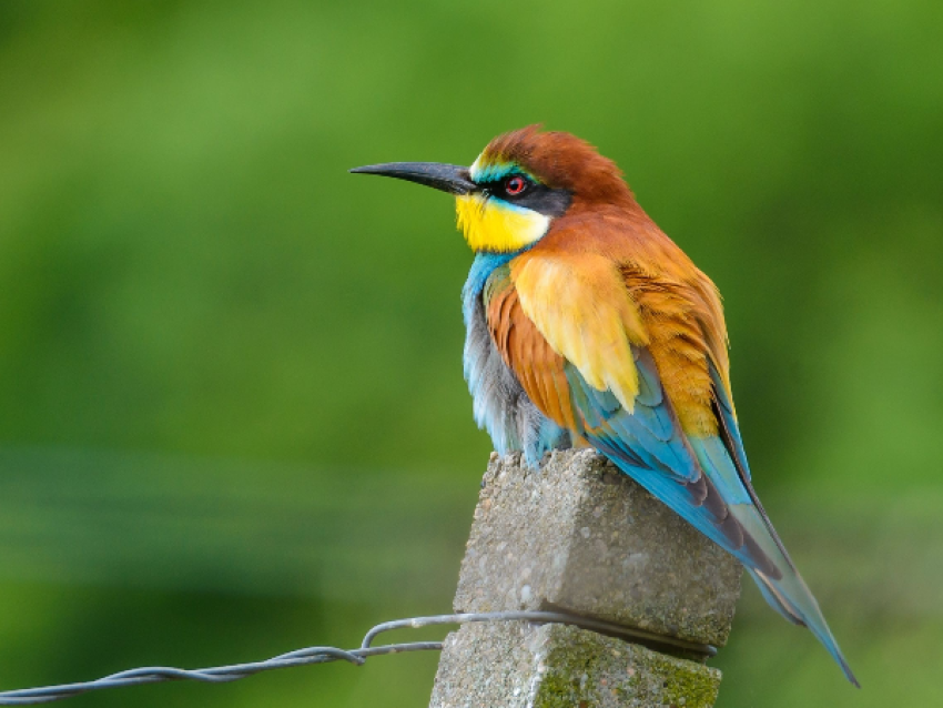 Bosque Nacional de Kaziranga