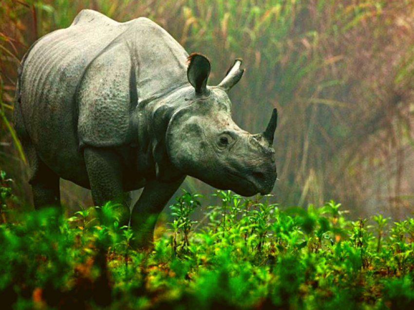 Bosque Nacional de Kaziranga