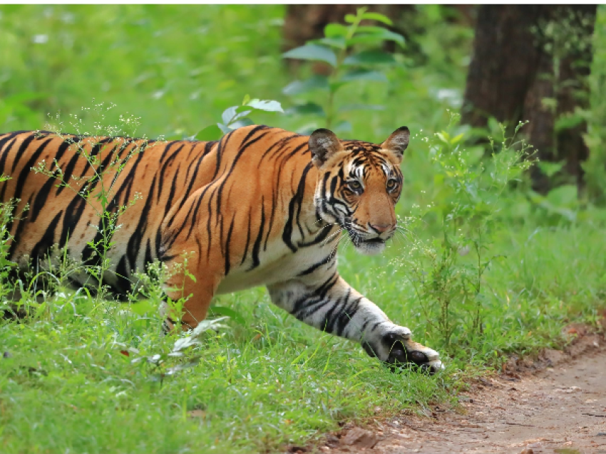 Bosque Nacional de Kaziranga