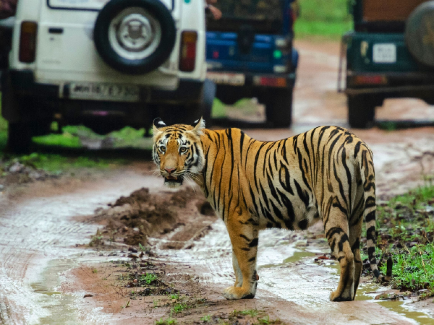 Reserva del Tigre de Ranthambore