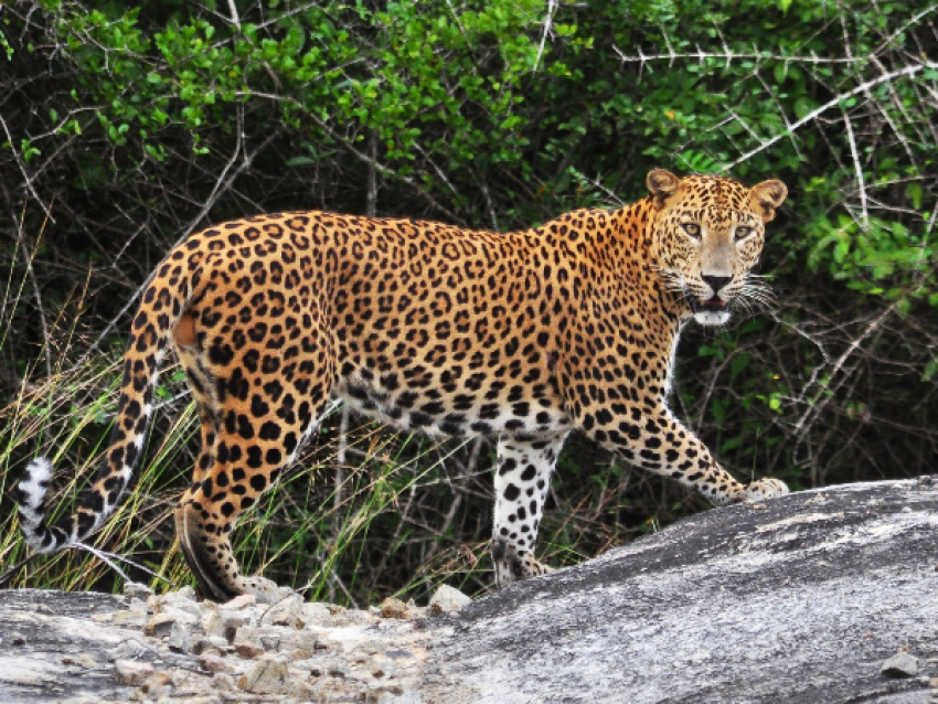 Santuario del leopardo de Jhalana