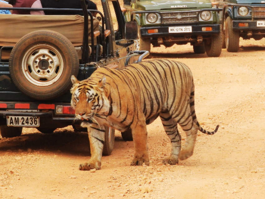 safari del tigre