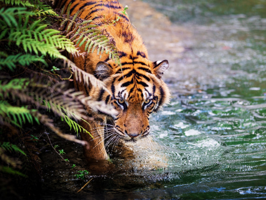 safari del tigre