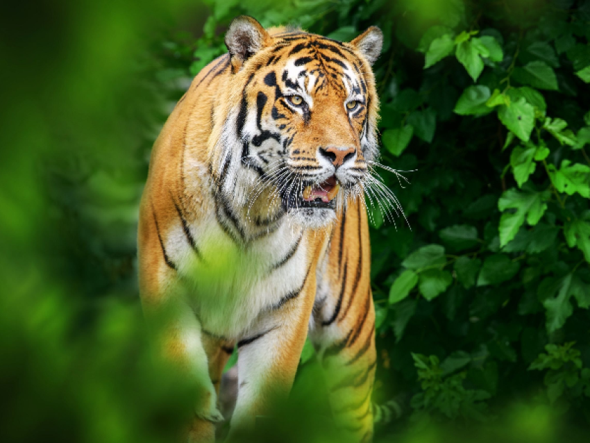 safari del tigre