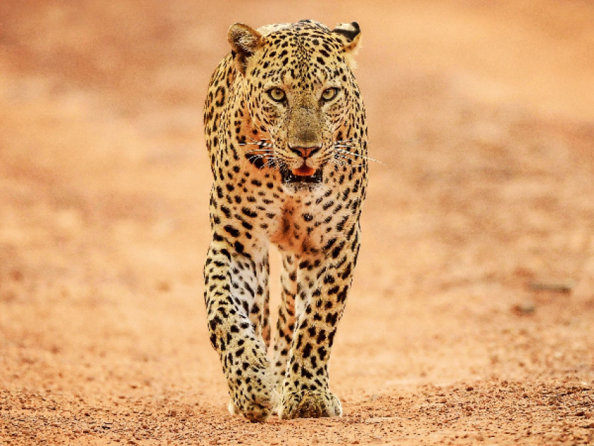 Safari con leopardo en Jhalana