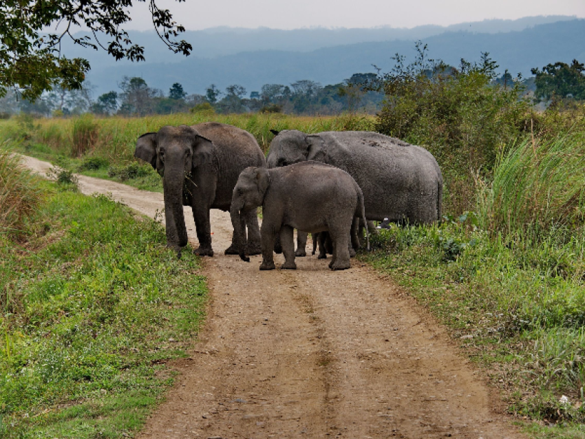 Reserva de tigres de Kabini